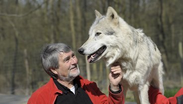 Kurt Kotrschal mit einem Wolf. 